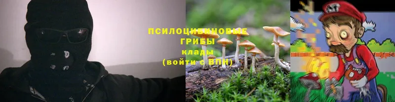 Псилоцибиновые грибы Psilocybe  цены   Руза 